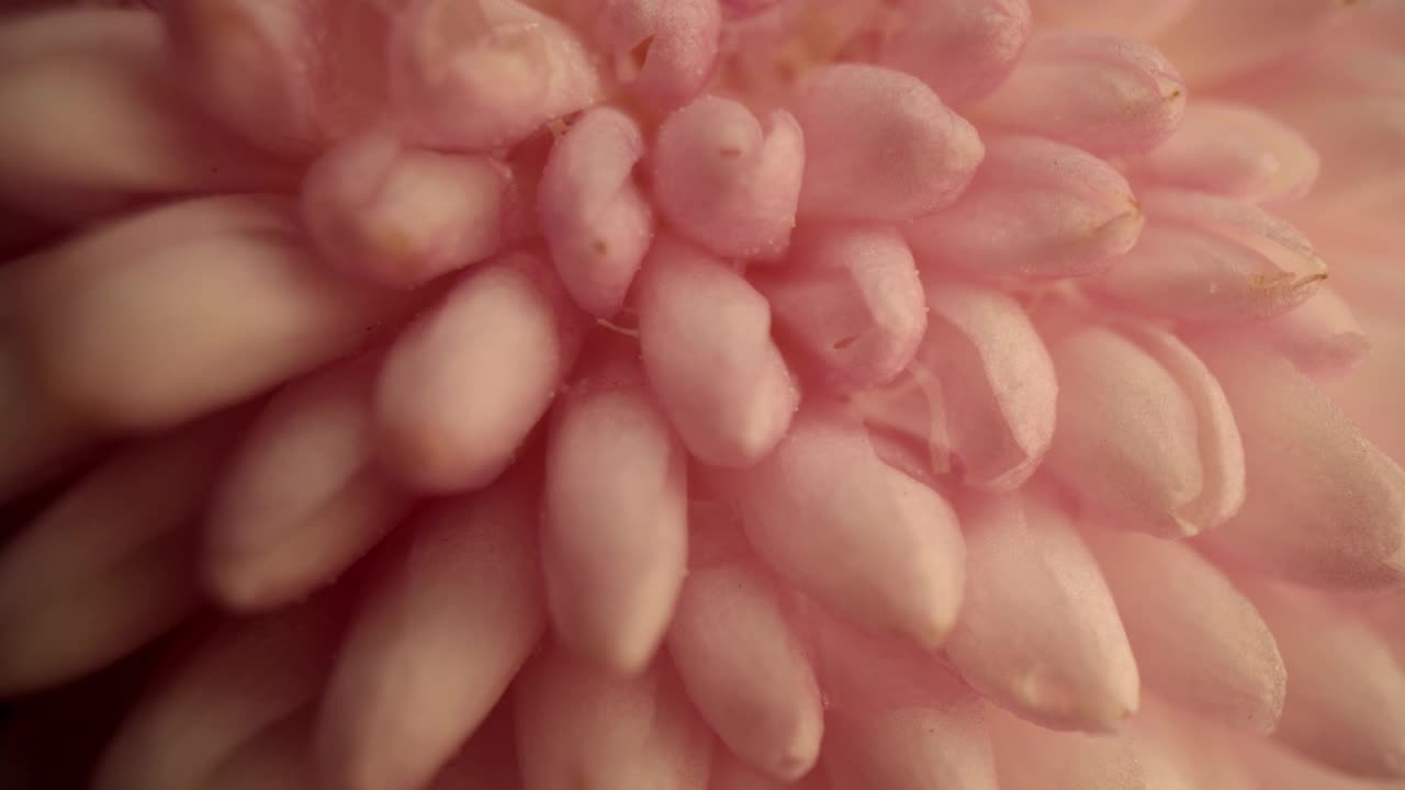 粉红色的菊花视频素材