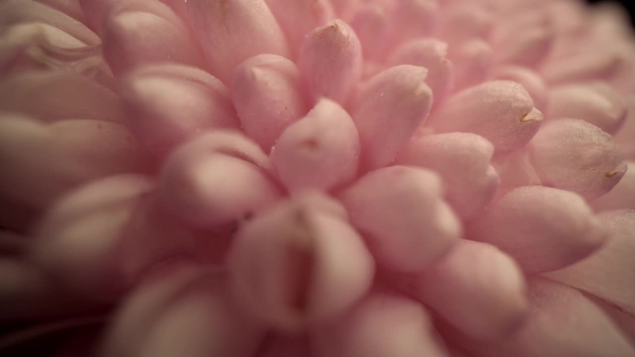 粉红色的菊花视频下载