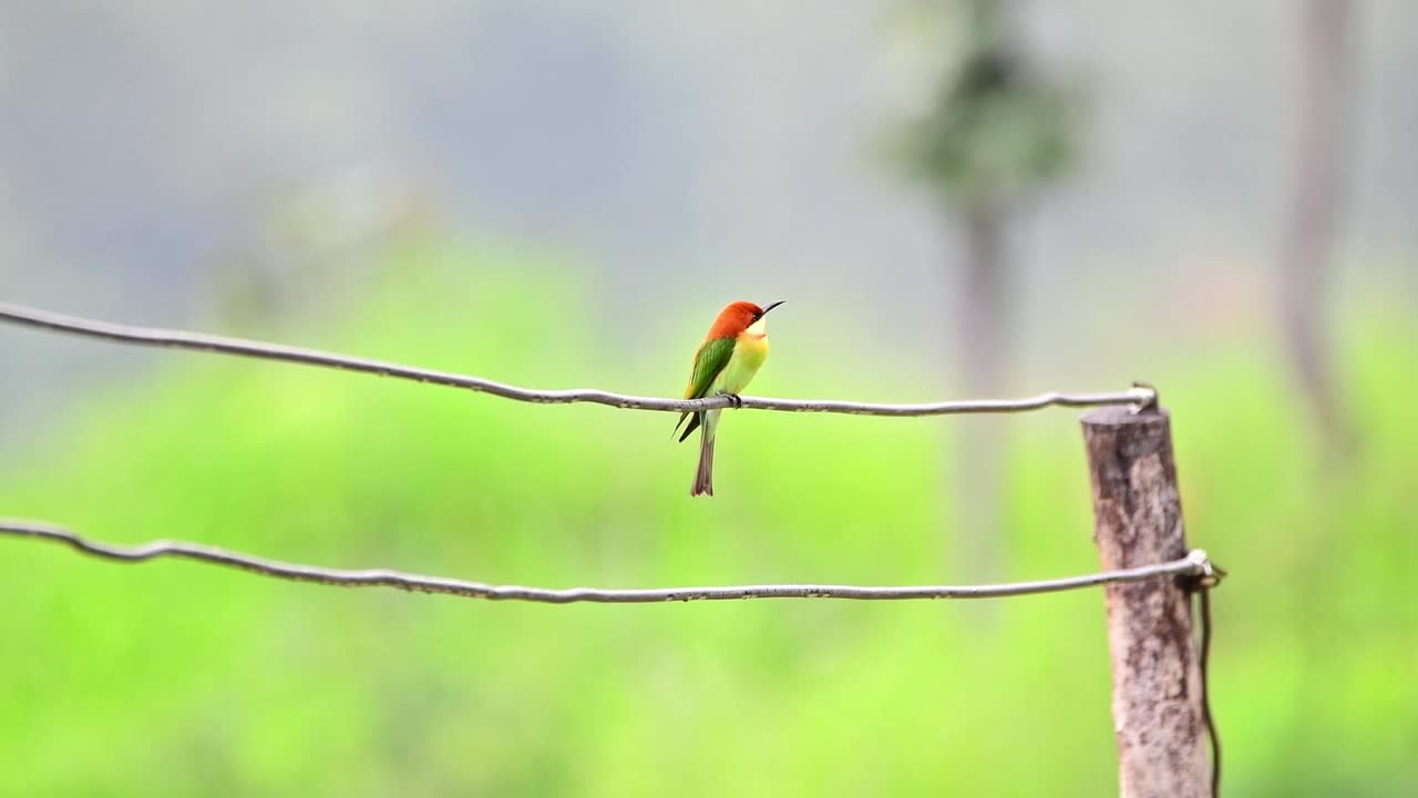 鸟(Chestnut-headed食蜂鸟)视频素材