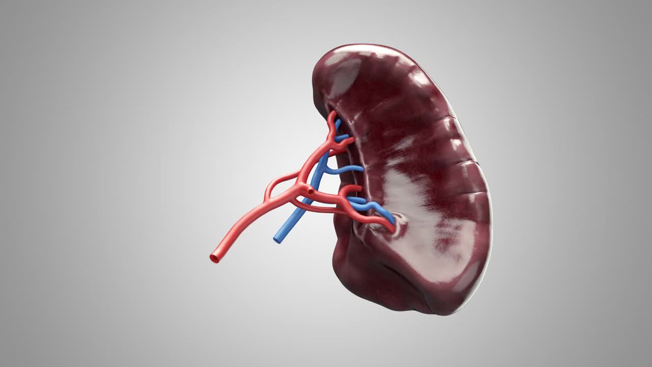 精确解剖人体内脏脾脏的转盘三维动画视频素材