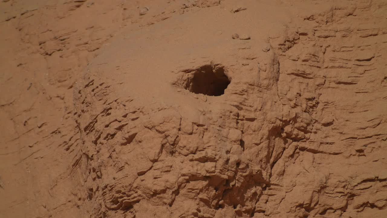 阿拉伯青蜂鸟在巢洞/以色列沙漠视频下载