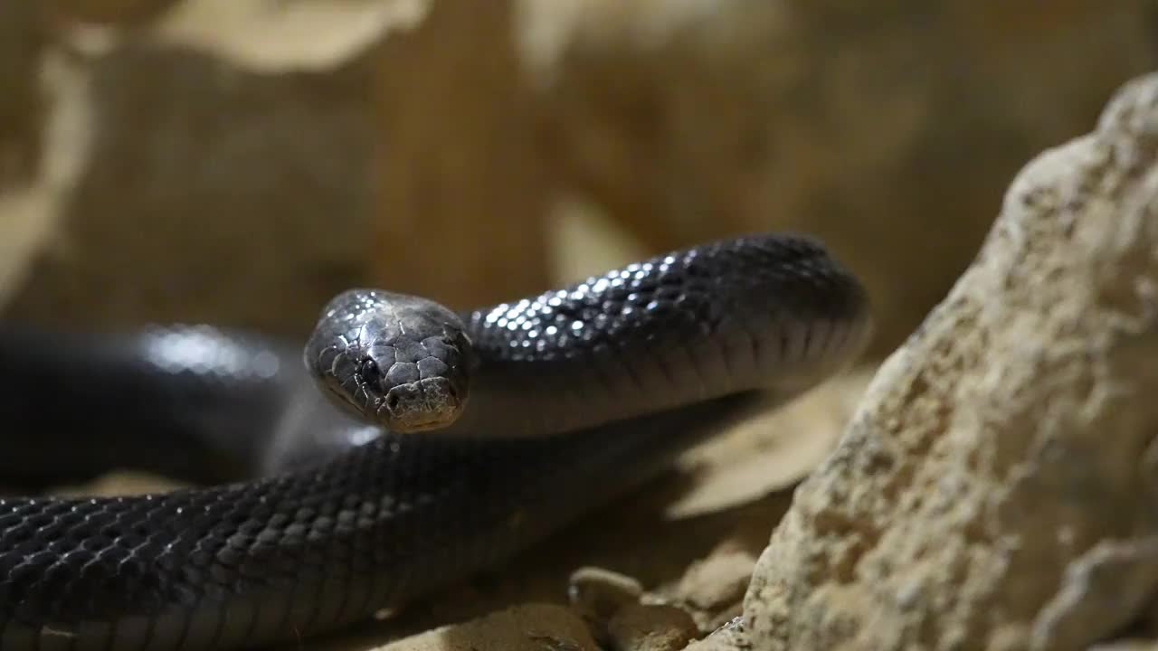 黑色沙漠眼镜蛇攻击，埃及沃尔特尼西亚/舌头闪烁视频下载