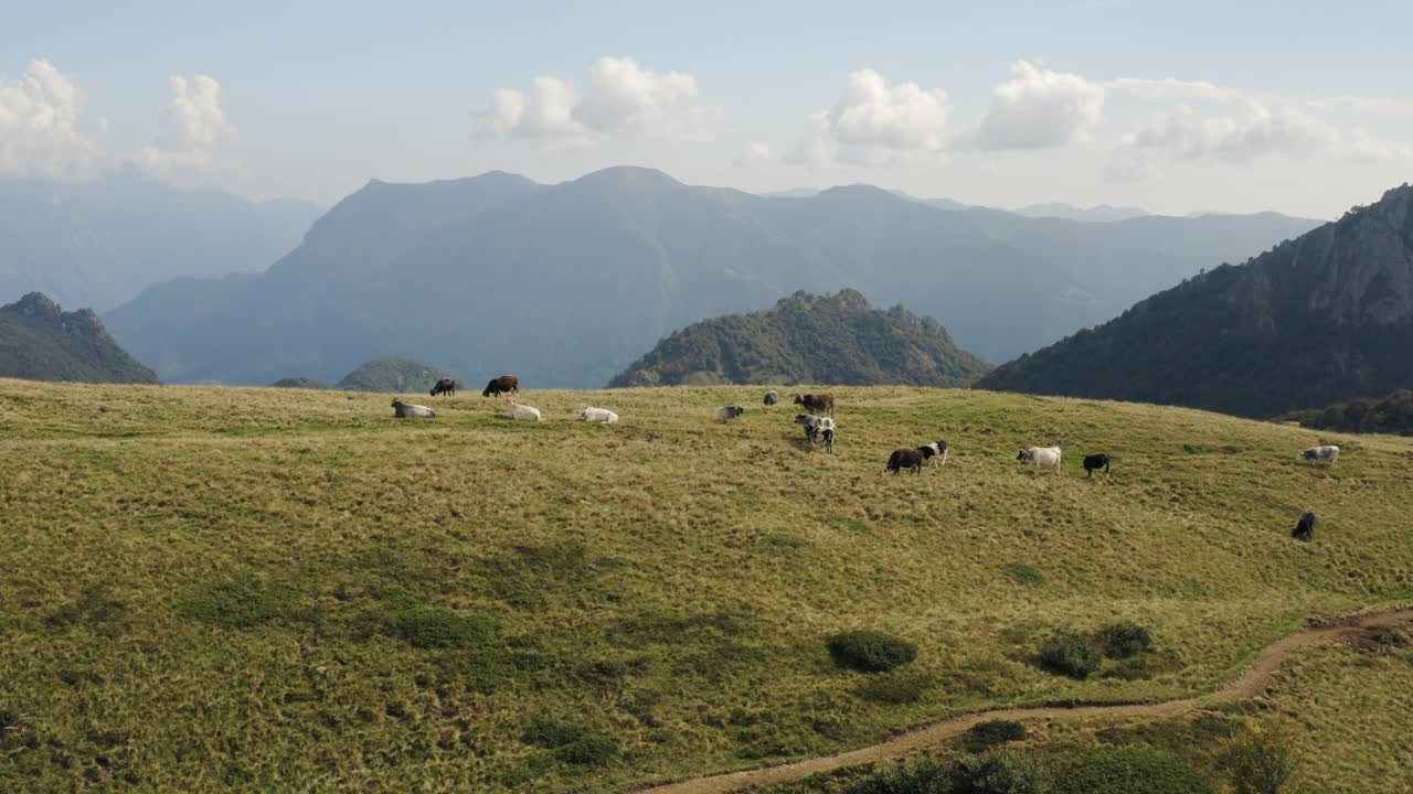 无人机拍摄的奶牛在长满草的山坡上吃草视频素材
