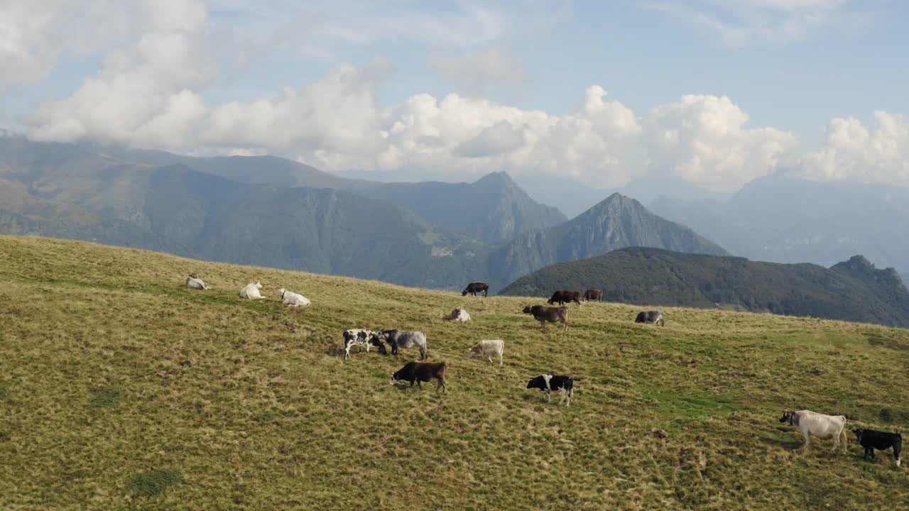 无人机拍摄的奶牛在长满草的山坡上吃草视频素材
