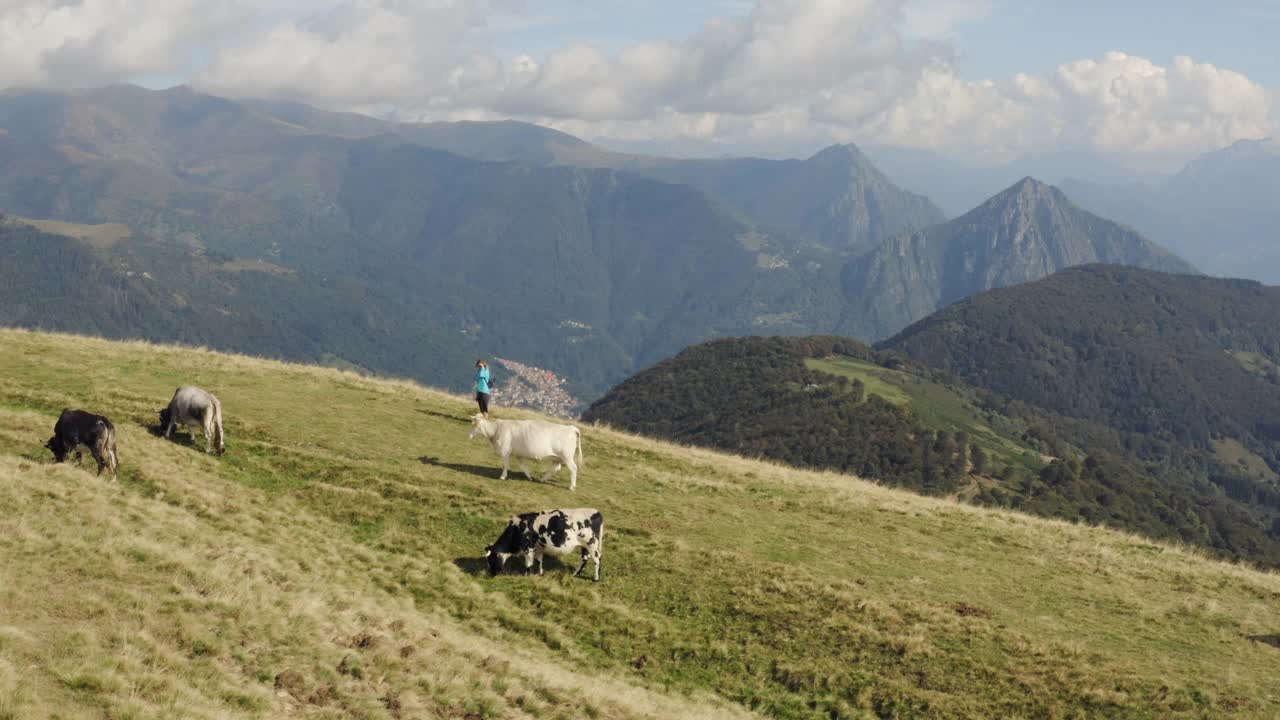 无人机拍摄的一名女子穿过一群奶牛，在山上长满草的小山上视频素材