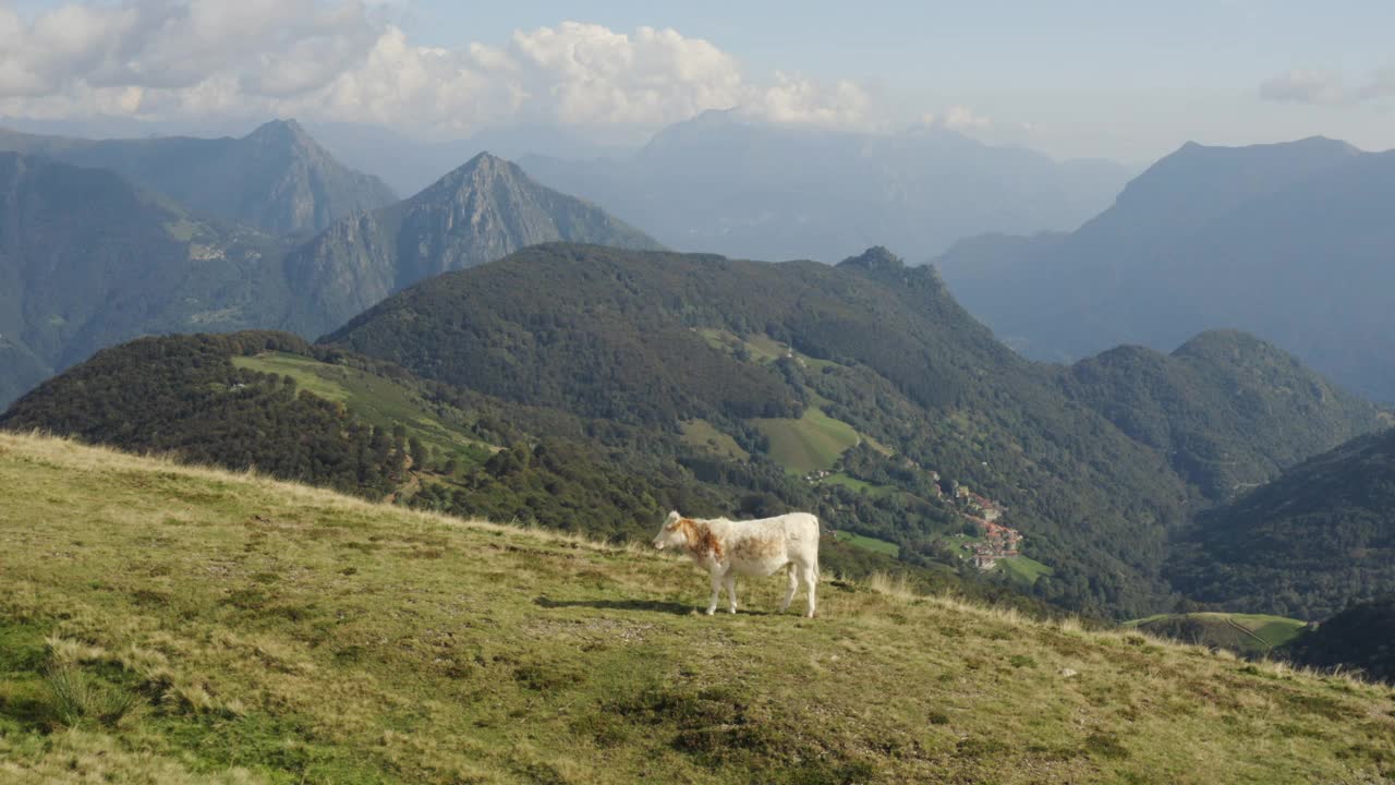 无人机拍摄到一头奶牛站在山上长满草的山坡上视频素材