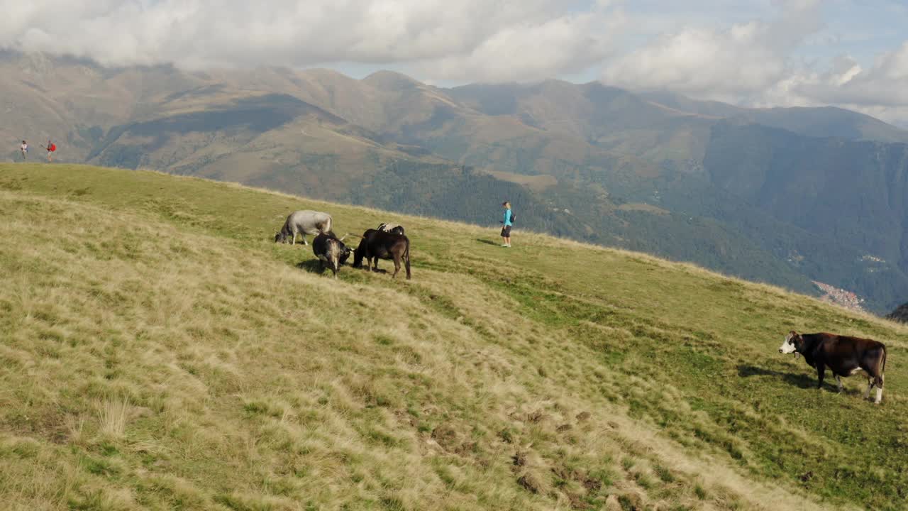 无人机拍摄的一名女子穿过一群奶牛，在山上长满草的小山上视频素材