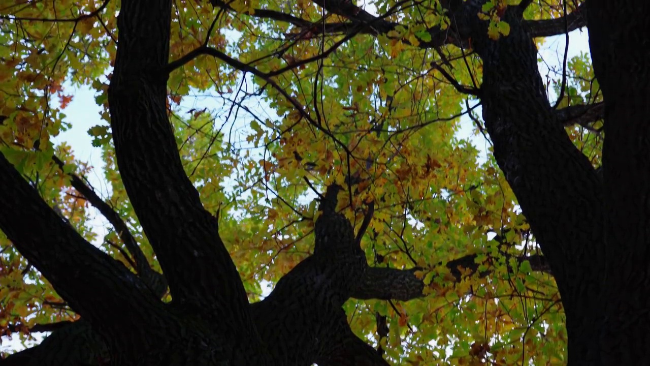 秋天。沿着树干从树底到树冠看。视频素材
