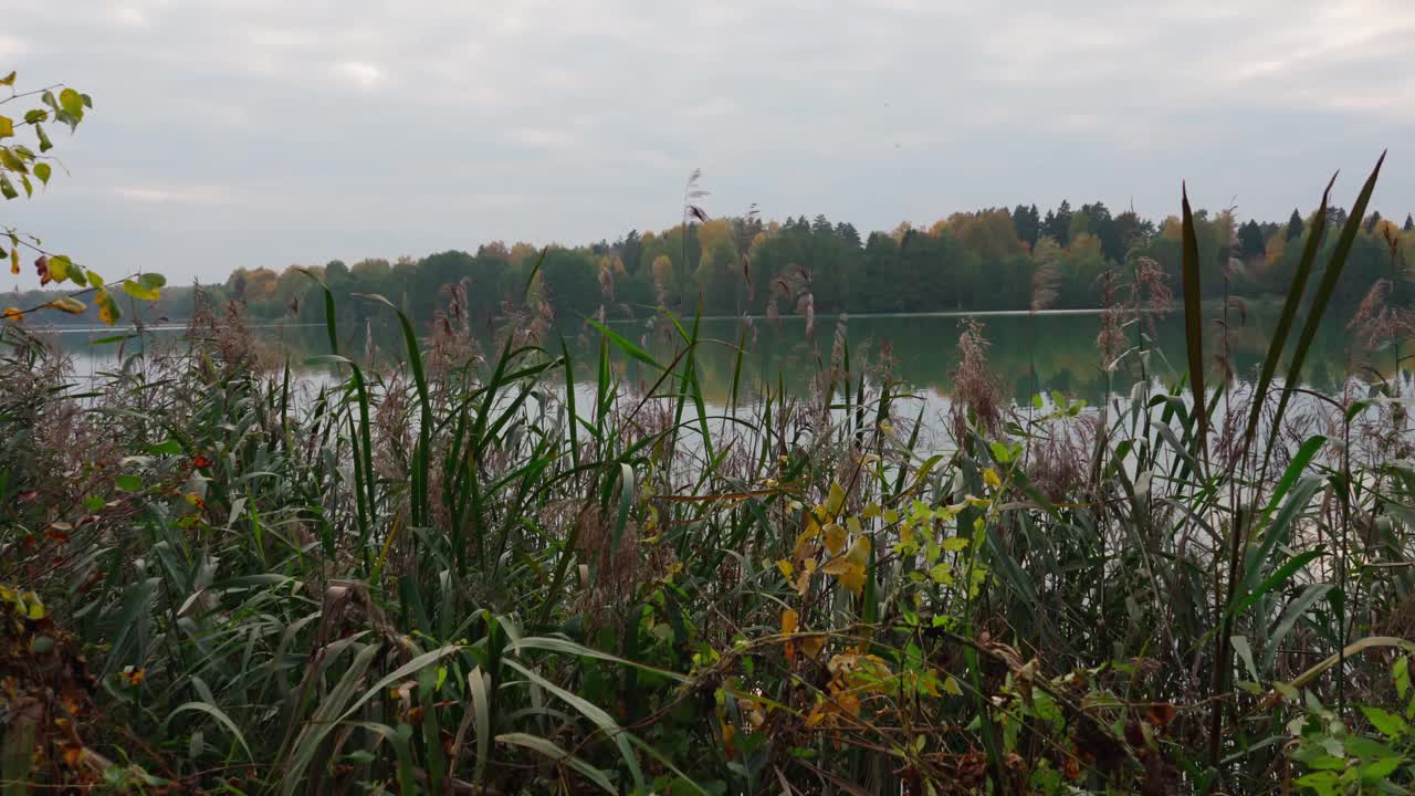 秋天。湖的全景被一片泛黄的森林所包围视频素材