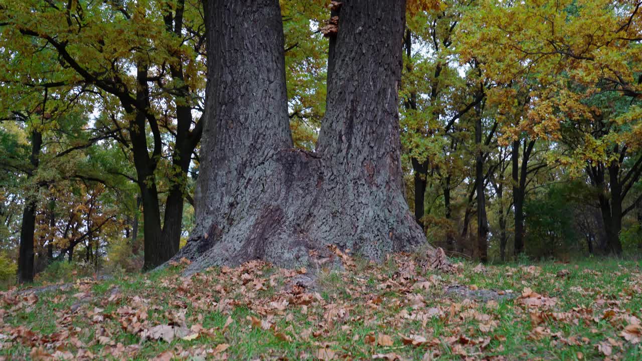 秋天。沿着树干从树底到树冠看。视频素材