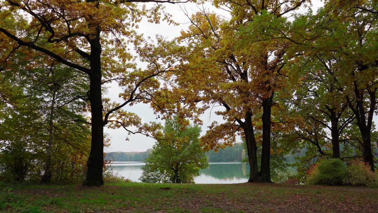 秋天。湖岸边长满黄叶的橡树林全景图视频素材