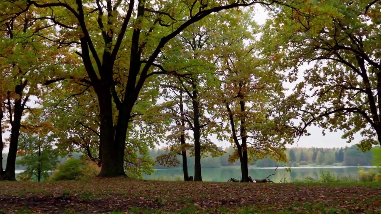 秋天。湖岸边长满黄叶的橡树林全景图视频素材