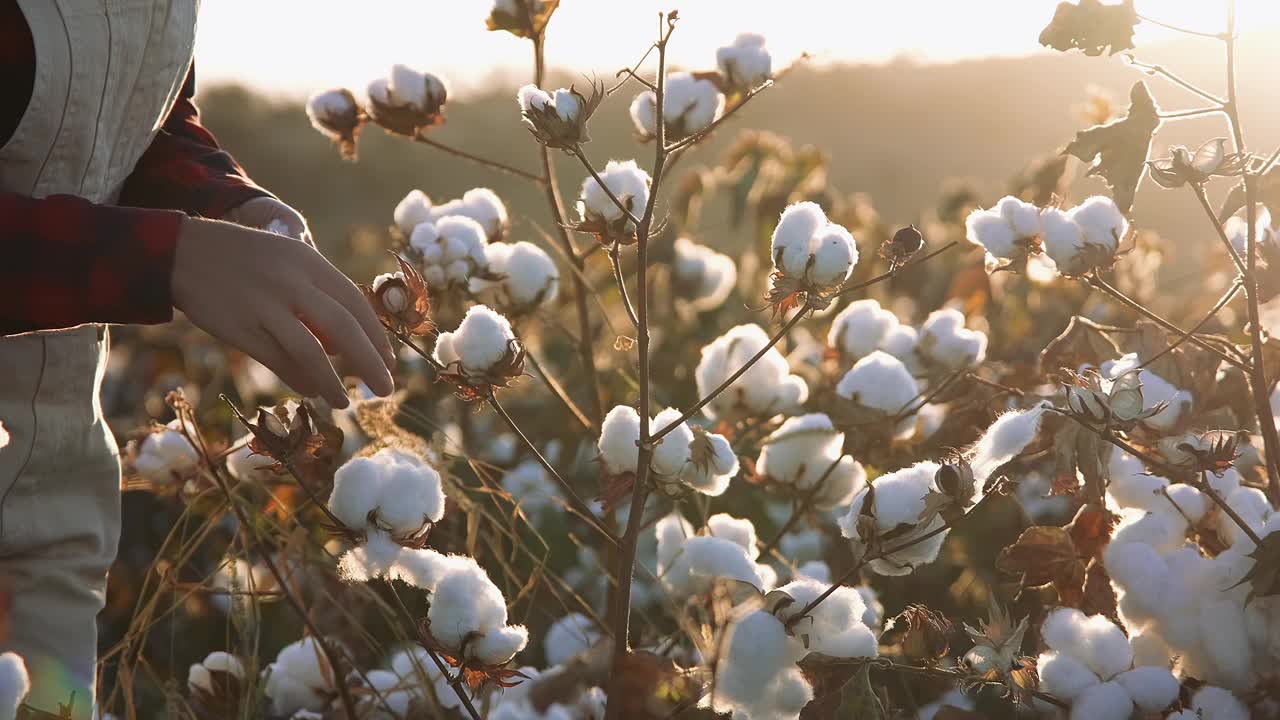 盛开的棉花田，在收获前，在金色的夕阳下评估收成视频素材