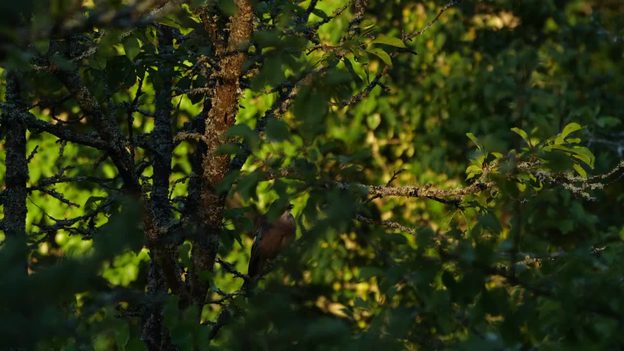 白俄罗斯，栖在树上的欧亚松鸦视频下载