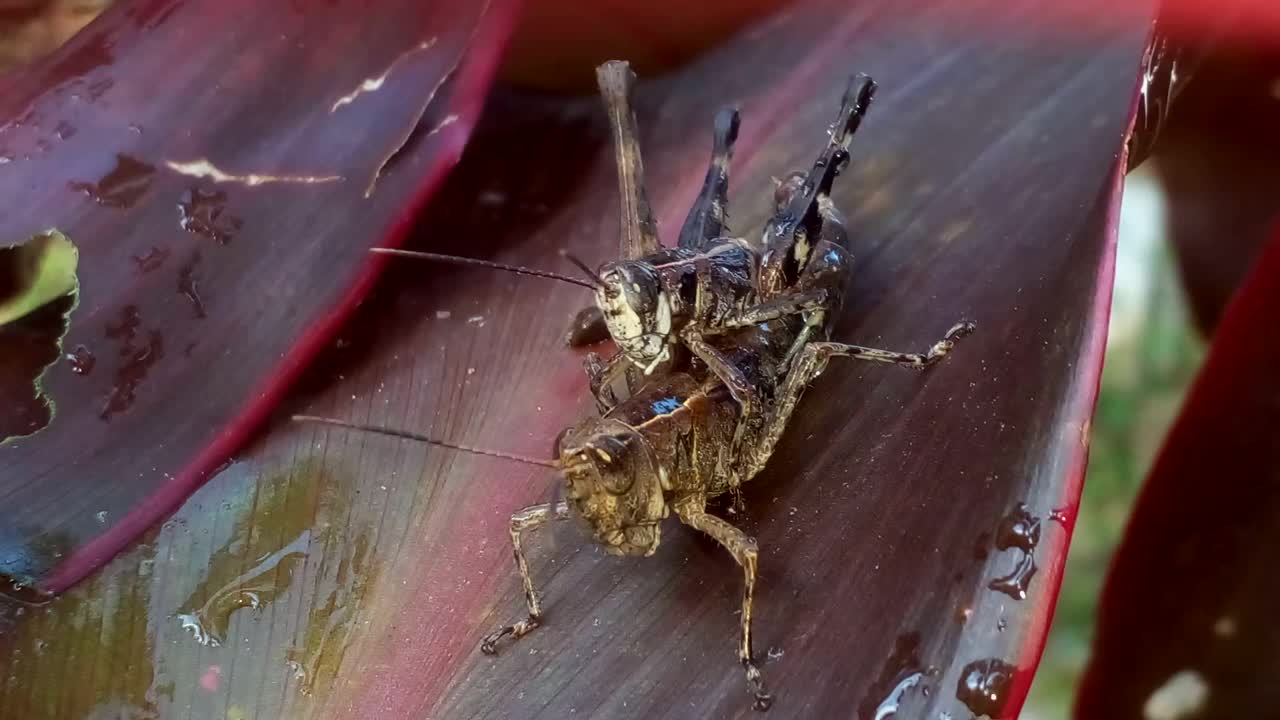 蚱蜢在叶状植物上繁殖视频素材