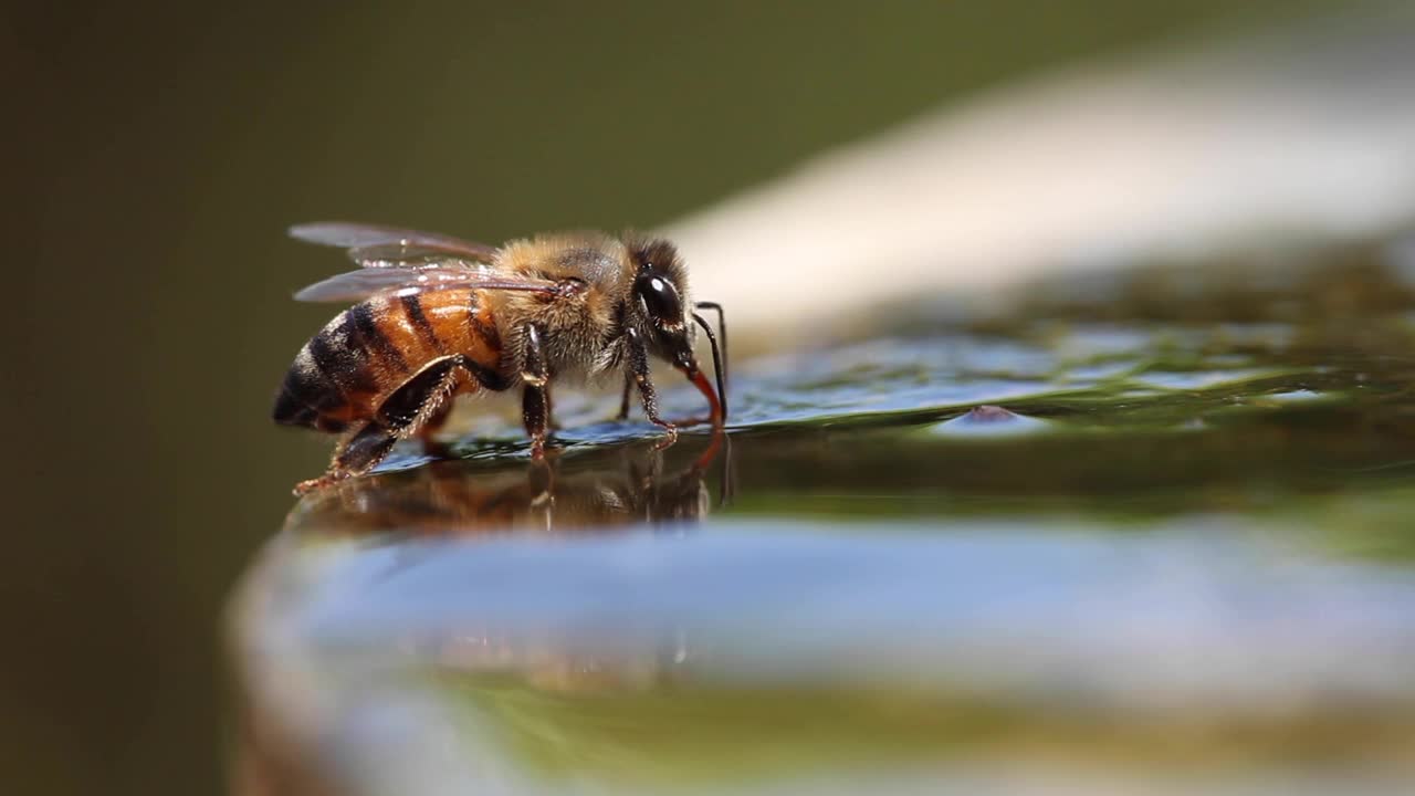 美国德克萨斯州奥斯汀，蜜蜂在喷泉里喝水视频下载