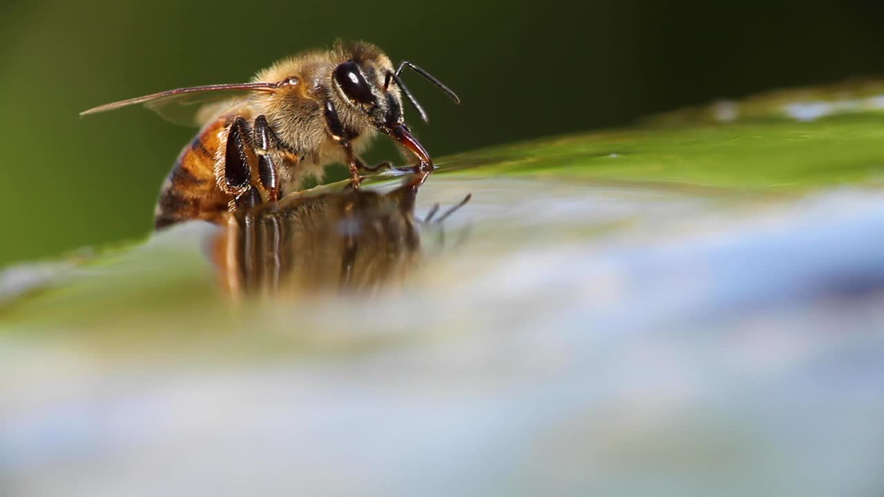 美国德克萨斯州奥斯汀，蜜蜂在喷泉里喝水视频下载