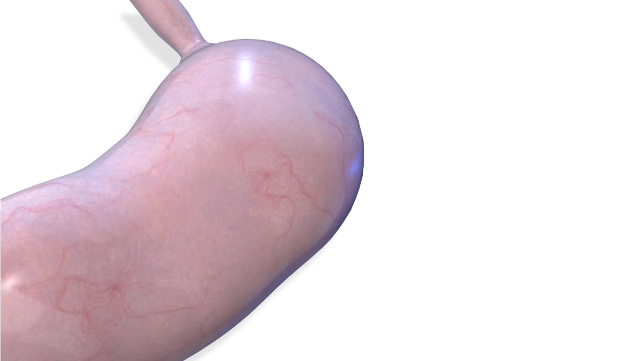胃，内脏器官3D渲染，人体解剖视频下载
