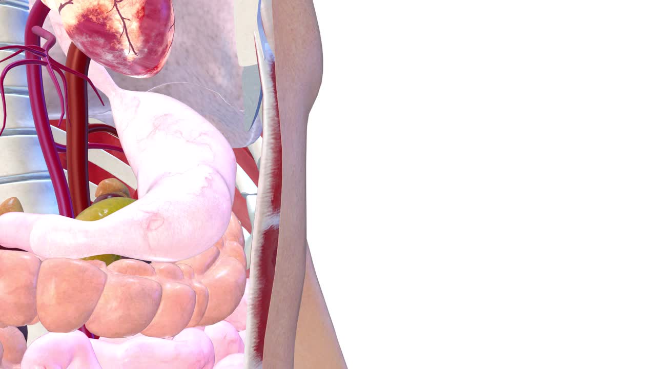 胃，内脏器官3D渲染，人体解剖视频下载