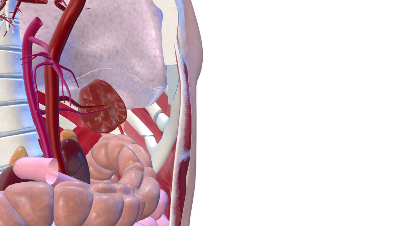脾脏，内脏3D渲染，人体解剖视频下载