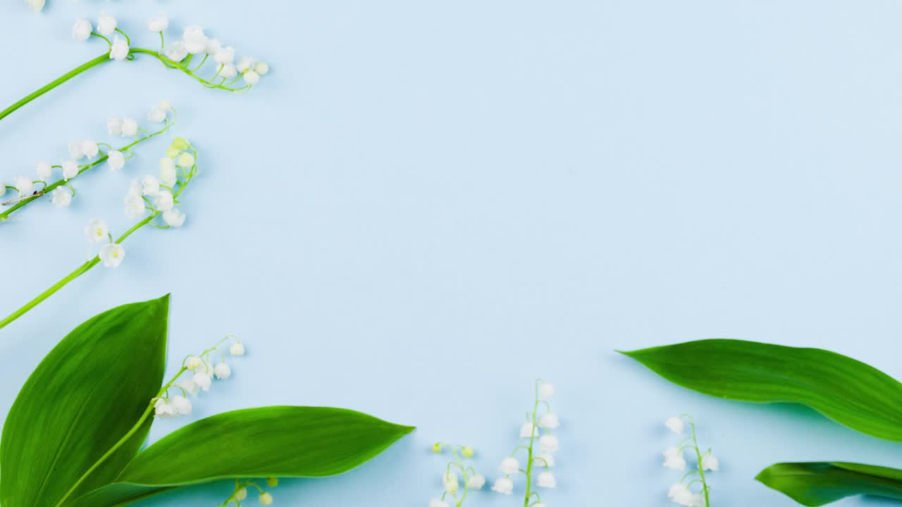 山谷里的森林百合的白色小花躺在淡蓝色的背景上视频下载