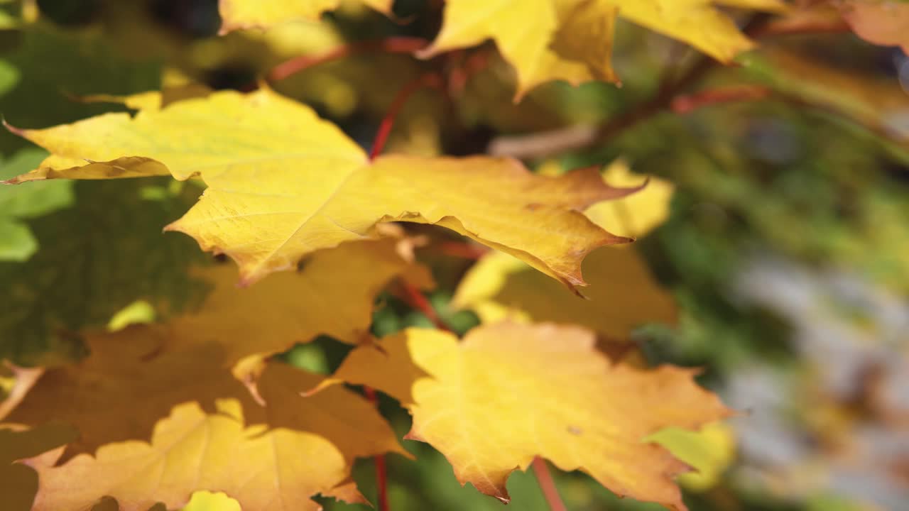五彩缤纷的秋天，枫叶落在树枝上视频素材
