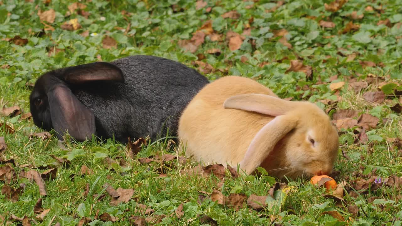 草地上一只黑色和棕色的兔子视频下载