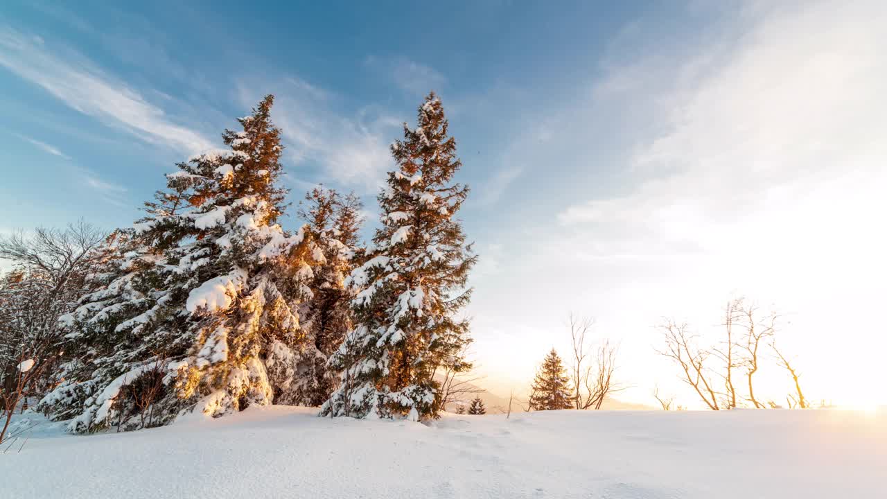 山上美丽的冬季风景。太阳从冰雪覆盖的冷杉树枝上钻了出来。地面和树木上覆盖着一层厚厚的刚下过的松软的雪视频素材