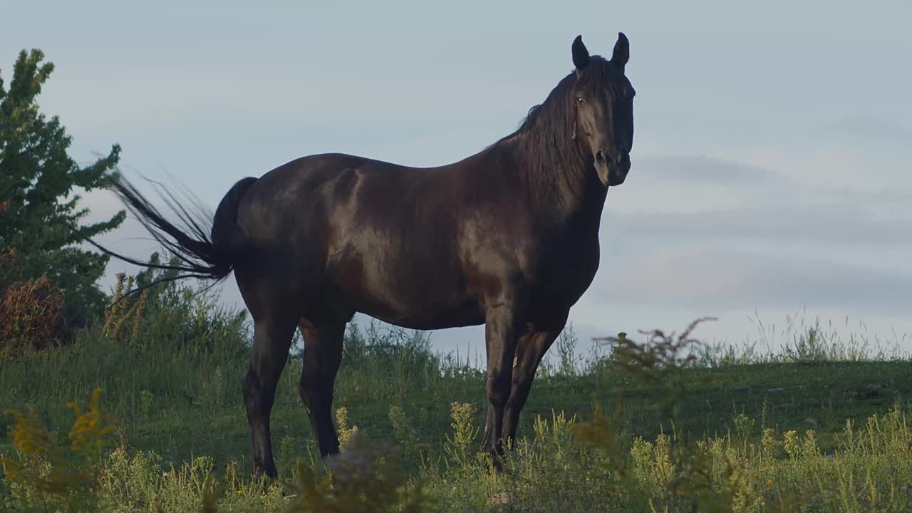 牧场农场的黑马，种马，乡村牧场的马视频素材