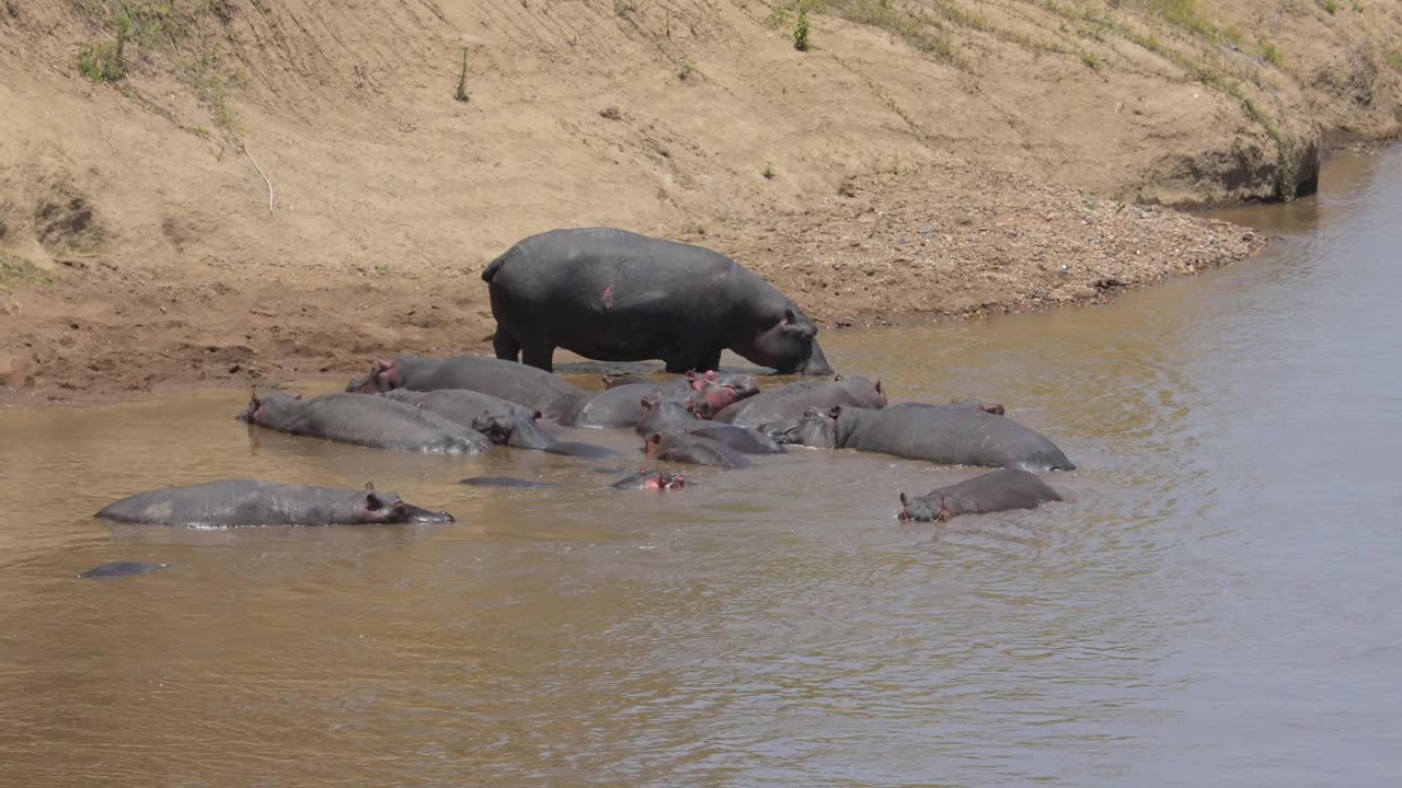 河马，河马两栖动物，马拉河群，马赛马拉国家保护区，肯尼亚，非洲视频下载