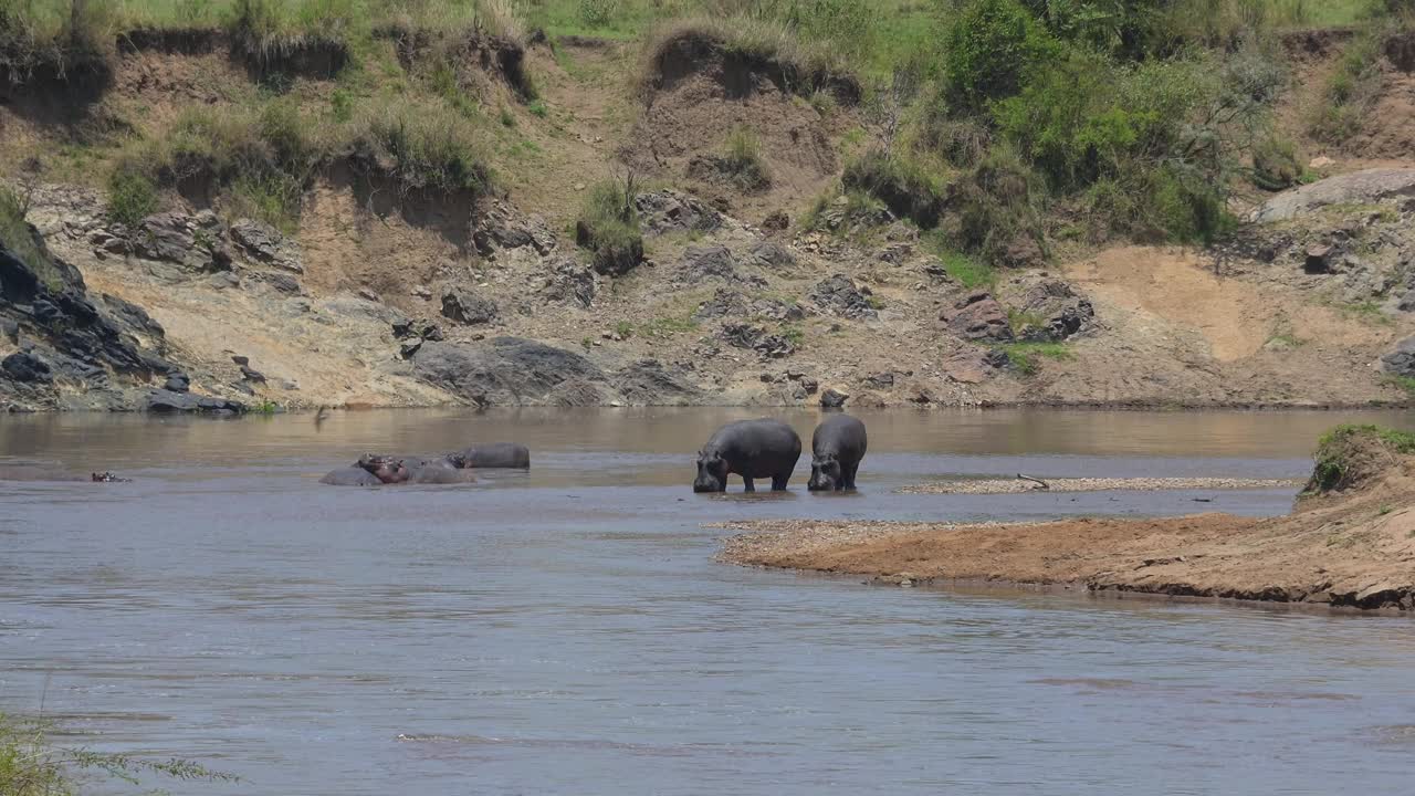 河马，河马两栖动物，马拉河群，马赛马拉国家保护区，肯尼亚，非洲视频下载