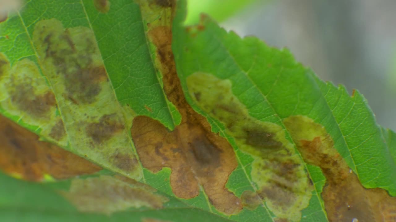 健康树的叶子因疾病而变黄视频下载