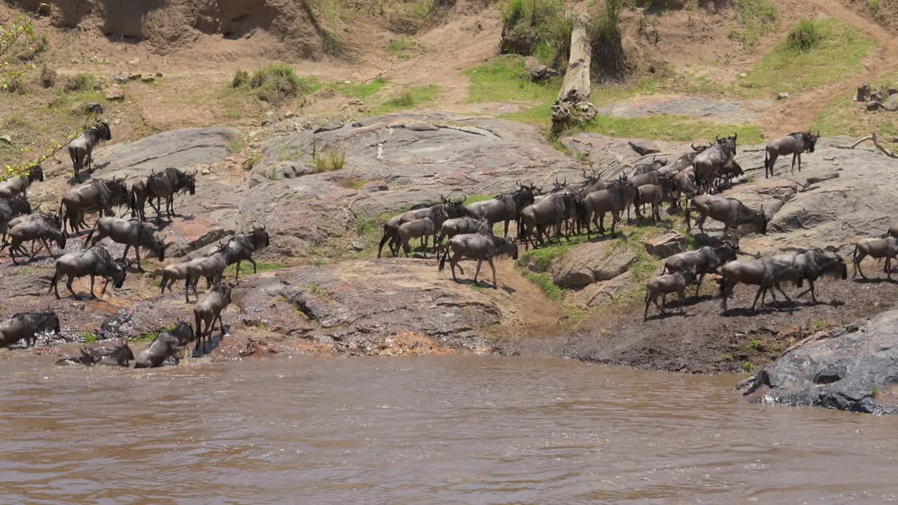 非洲，肯尼亚，马拉国家保护区，牛羚群穿过马拉河视频下载