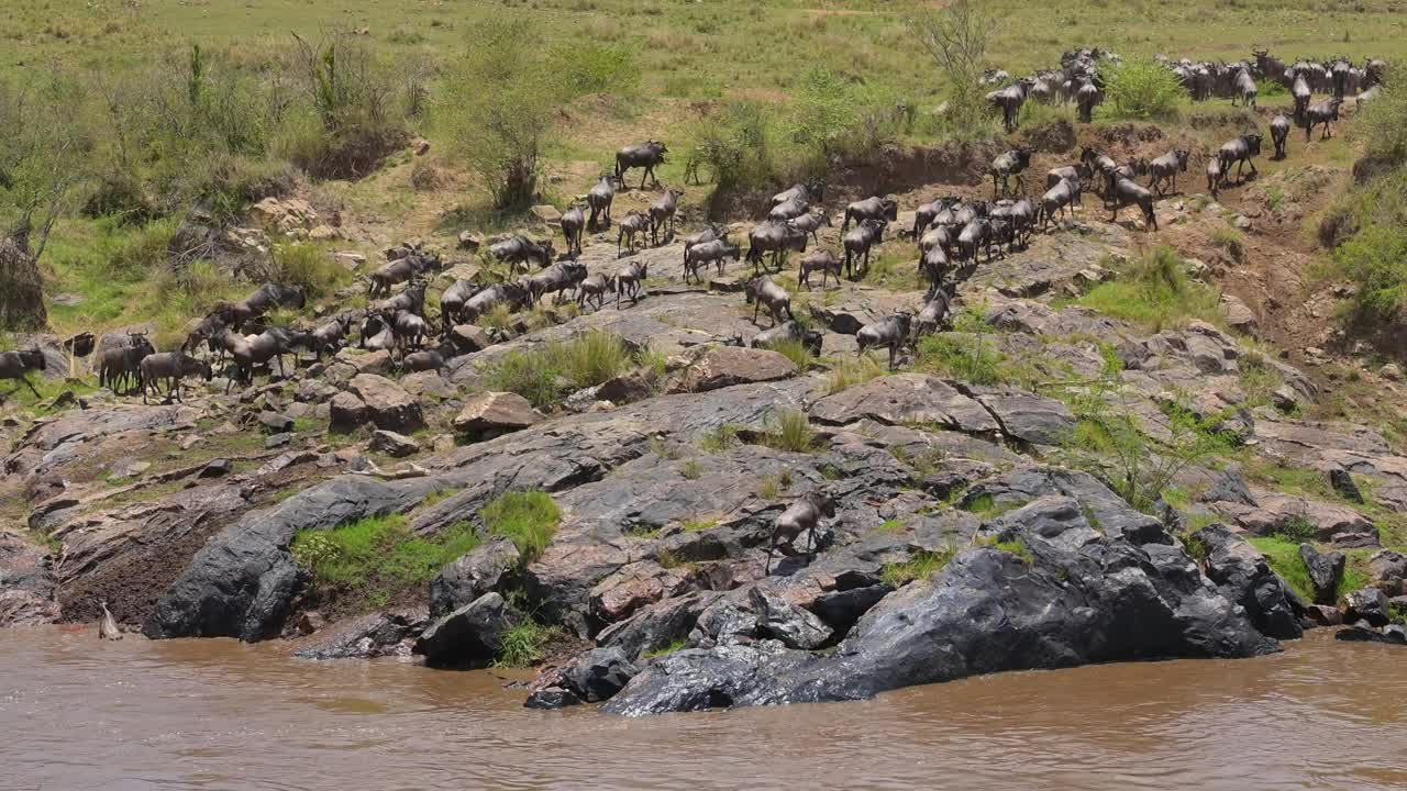 非洲，肯尼亚，马拉国家保护区，牛羚群穿过马拉河视频下载