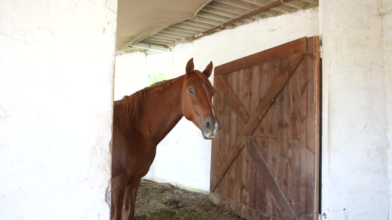 单身美丽的马的肖像站在一个马厩。视频素材