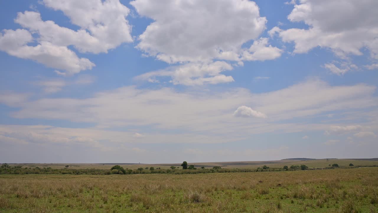 马拉河附近的景观，马赛马拉国家保护区，肯尼亚，非洲视频下载