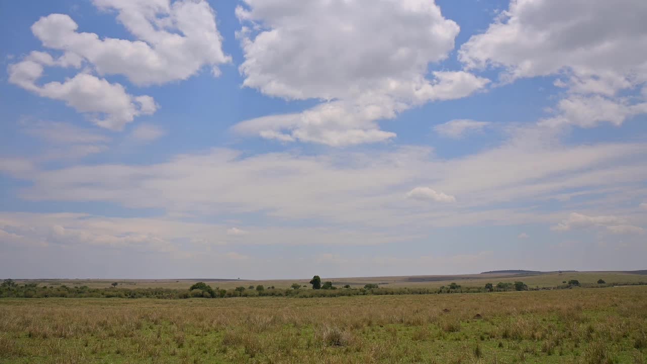 马拉河附近的景观，马赛马拉国家保护区，肯尼亚，非洲视频下载