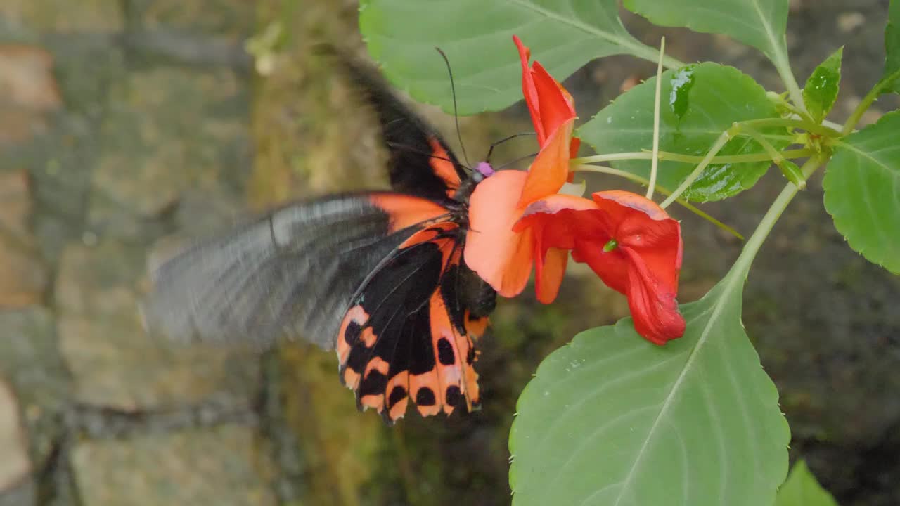 猩红的摩门蝴蝶的特写视频素材