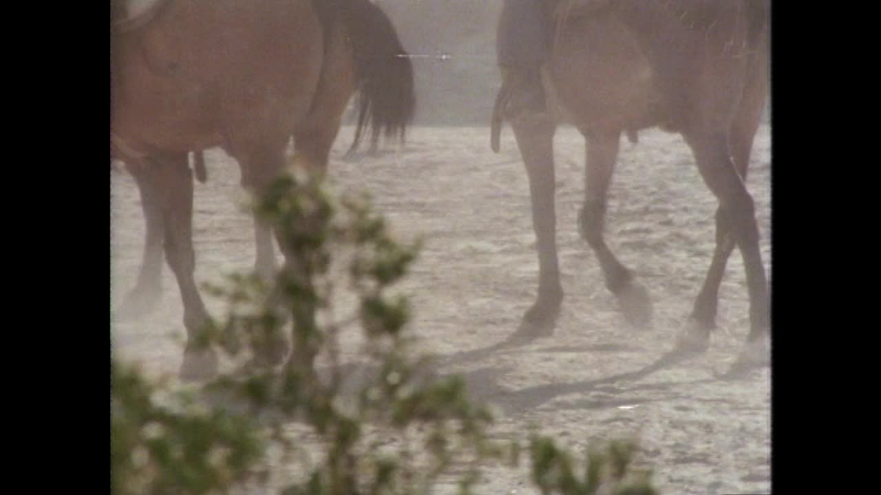 骑马者和马车开始了徒步旅行;1979视频素材