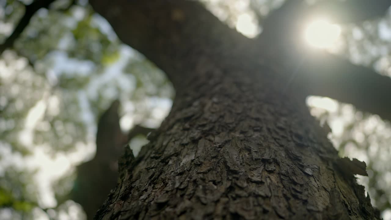 倾斜角度看大榕树树皮与绿色的树叶和阳光视频下载