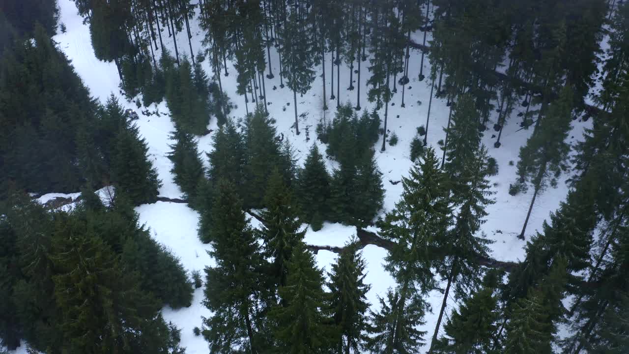 空中:封锁风景拍摄的汽车在绿色的森林树木在冬季-埃尔福特，德国视频素材
