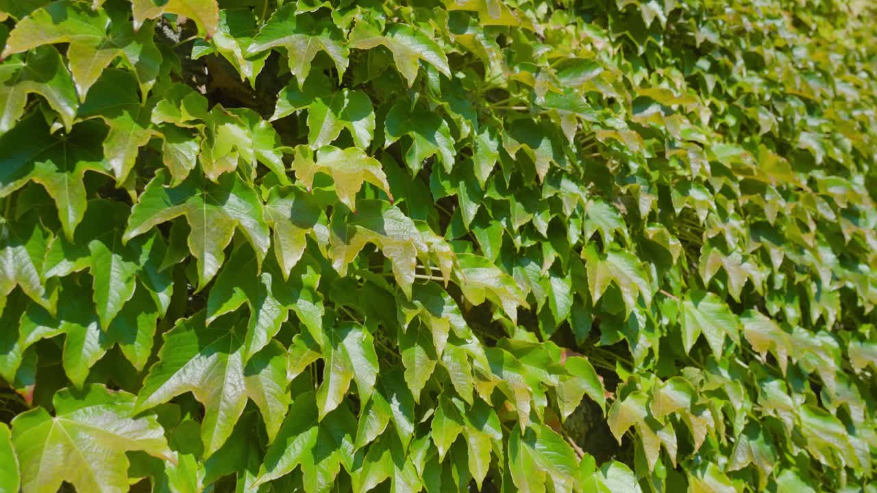 明亮的绿色藤本植物叶子在阳光下特写视频下载