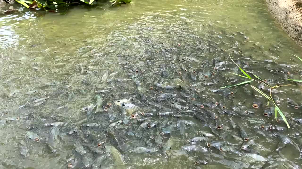 鱼疯狂视频下载