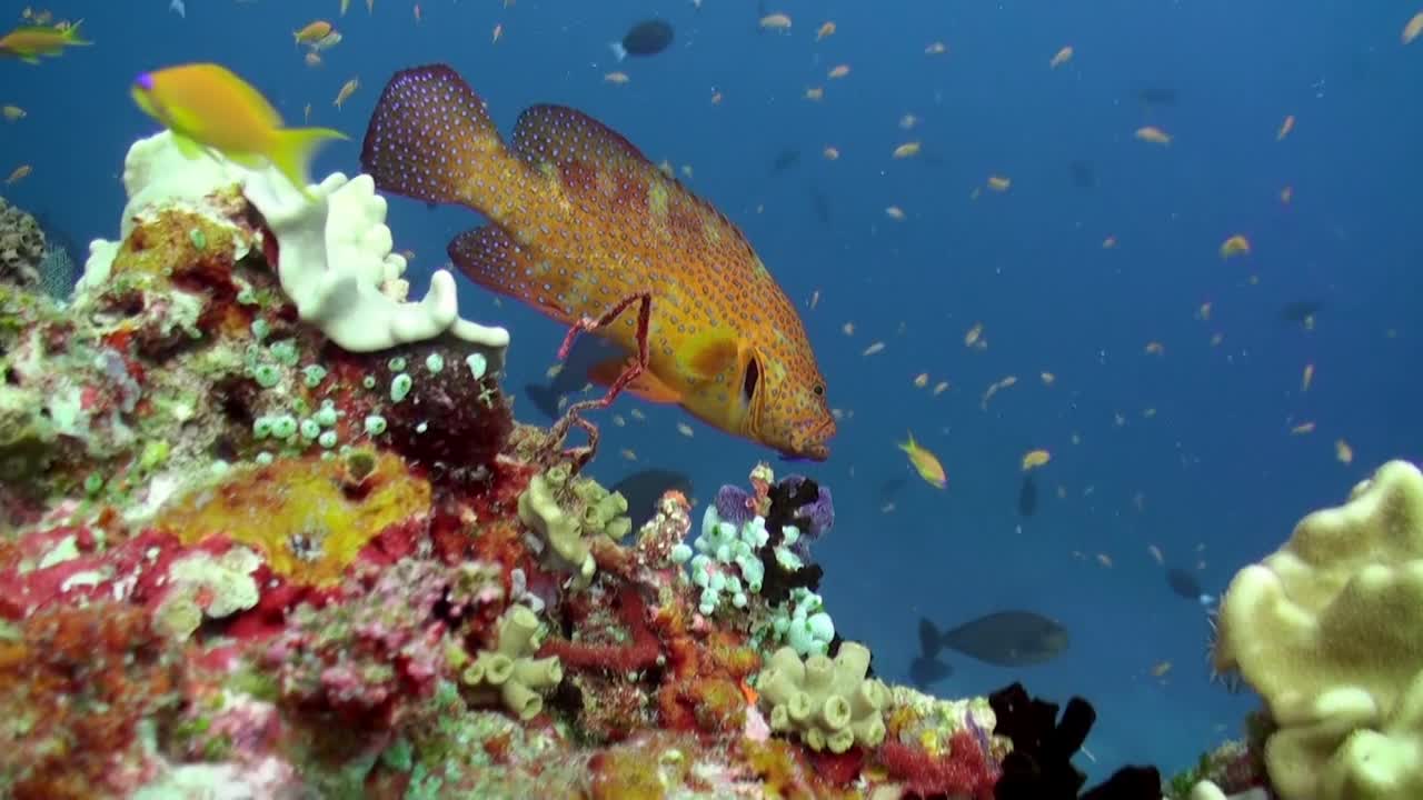 石斑鱼接近水下背景海洋景观在红海。视频素材