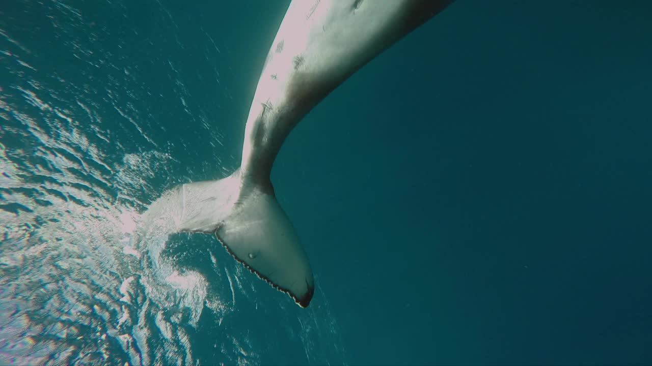 在太平洋水下，刚出生的座头鲸幼崽和妈妈一起游泳。视频素材