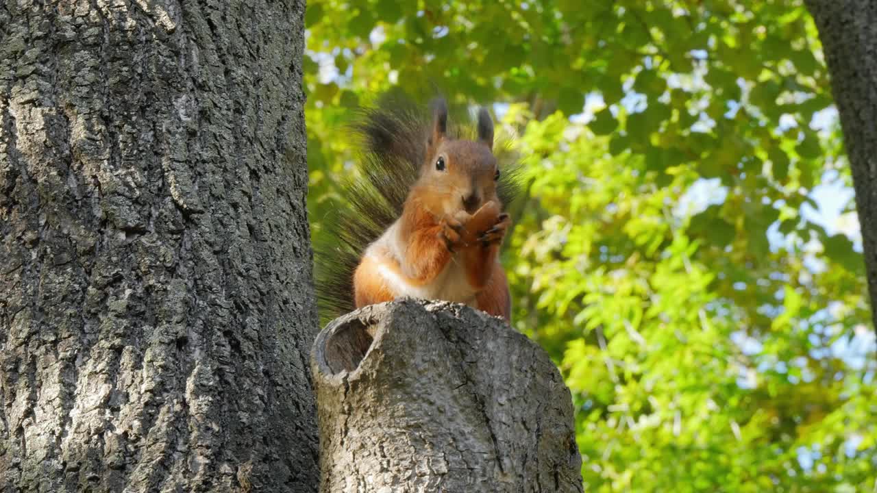 一只可爱的松鼠在吃坚果。松鼠正坐在树上。动物的啮齿动物。秋天的本性。视频素材
