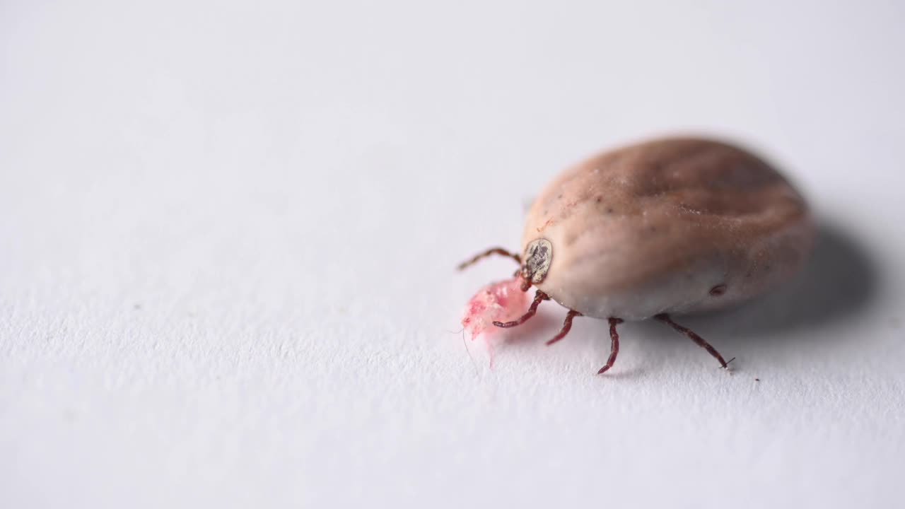 虱子(蓖麻硬蜱)的宏观图像，它嵌在一块狗皮上。
． 德国视频素材