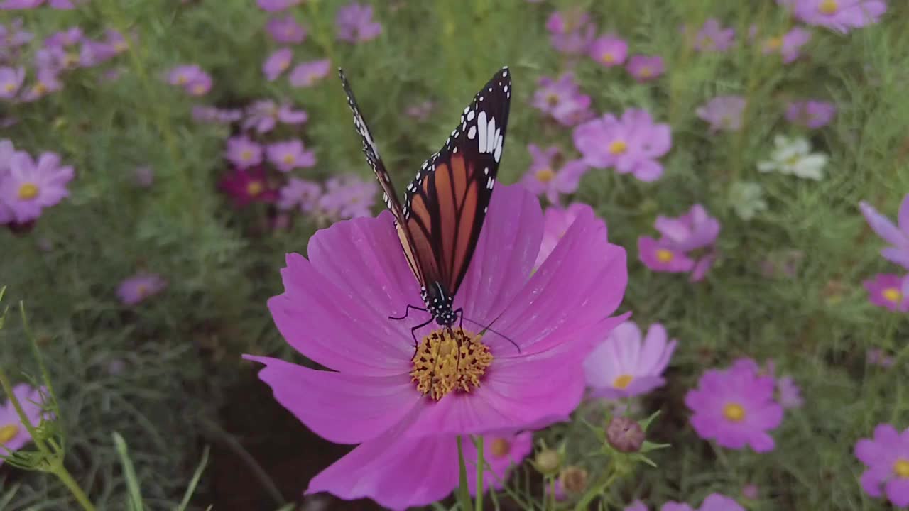 百日菊上的蝴蝶视频素材