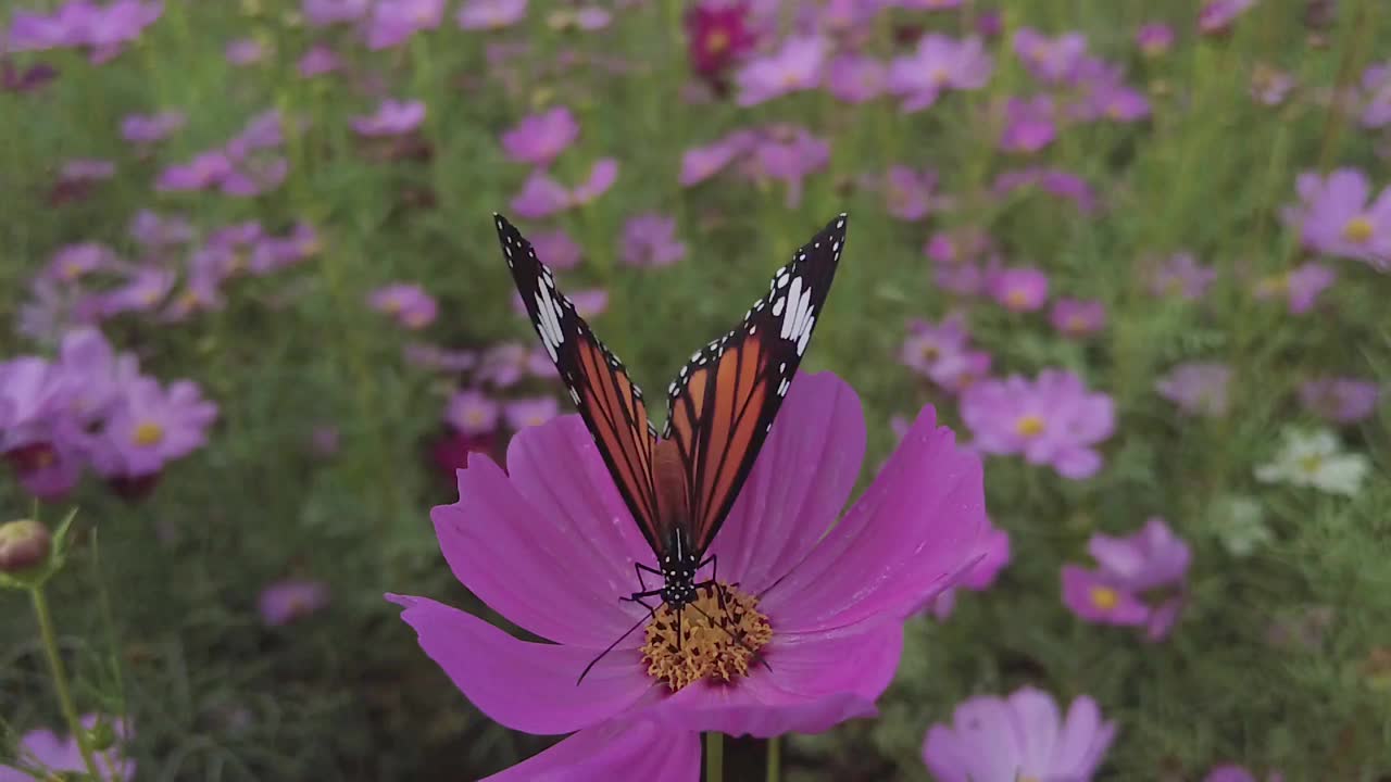百日菊上的蝴蝶视频素材