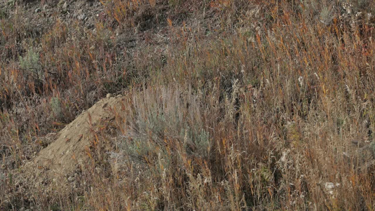 一只獾(Taxidea taxus)在提顿山脉的山坡上挖洞，这是4K慢镜头视频下载